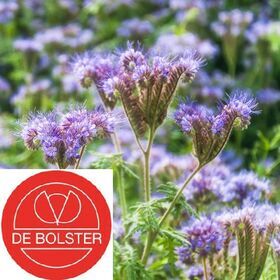 Biologische Phacelia Groenbemester
